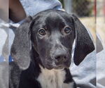 Small #4 Border Collie Mix