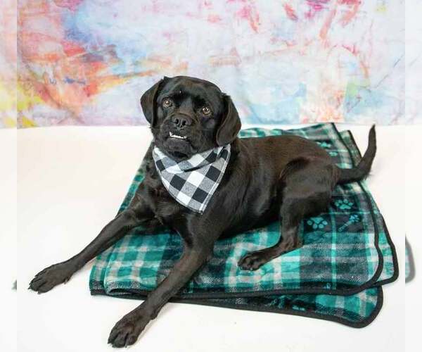Medium Photo #7 Labrador Retriever-Pug Mix Puppy For Sale in Kennesaw, GA, USA
