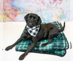Small #6 Labrador Retriever-Pug Mix