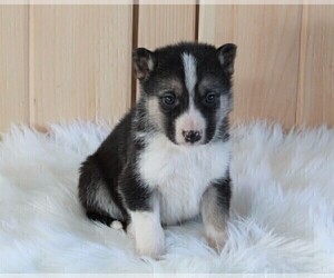 German Shepherd Dog-Siberian Husky Mix Puppy for sale in FREDERICKSBURG, OH, USA