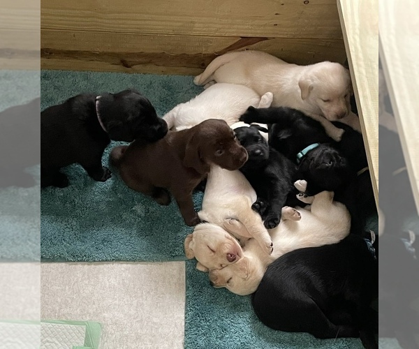 Medium Photo #4 Labrador Retriever Puppy For Sale in MONROE, MI, USA
