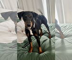 Small #2 Doberman Pinscher