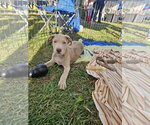 Small #1 Labrador Retriever Mix