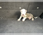 Small Photo #12 American Pit Bull Terrier Puppy For Sale in DETROIT, MI, USA