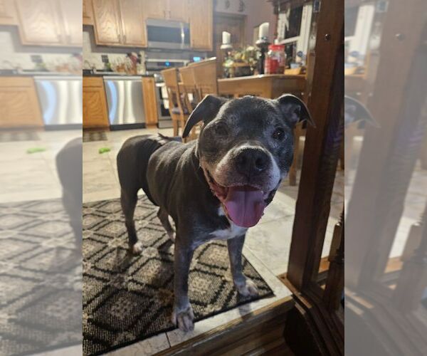 Medium Photo #2 Staffordshire Bull Terrier-Unknown Mix Puppy For Sale in Crete, IL, USA