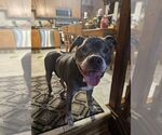 Small #1 Staffordshire Bull Terrier Mix