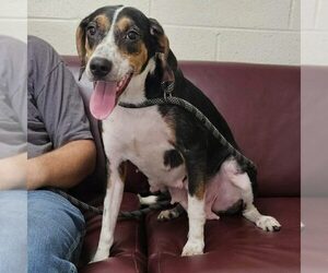 Mutt Dogs for adoption in Spring Lake, NC, USA