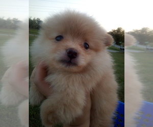 Pomeranian Puppy for sale in WINCHESTER, OH, USA