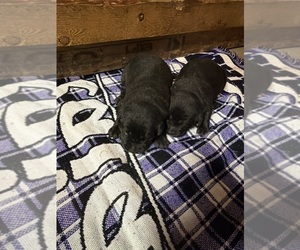 Labrador Retriever Litter for sale in SABETHA, KS, USA