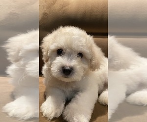Bichon Frise Puppy for sale in VANCOUVER, WA, USA