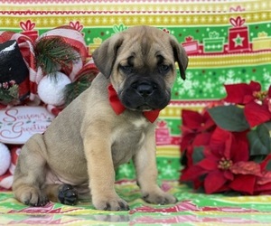 Cane Corso Puppy for sale in LANCASTER, PA, USA