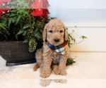 Small Photo #13 Goldendoodle Puppy For Sale in TIMBERLAKE, NC, USA