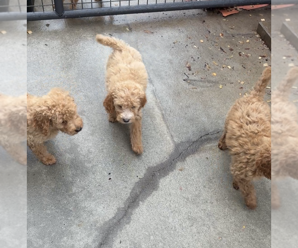 Medium Photo #4 Goldendoodle (Miniature) Puppy For Sale in ALBEMARLE, NC, USA