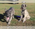 Small Photo #3 Irish Wolfhound Puppy For Sale in KINGSTON, OH, USA