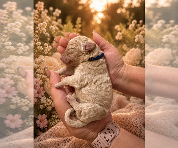 Medium Photo #1 Goldendoodle Puppy For Sale in COCOA, FL, USA