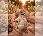 Puppy Aston Goldendoodle