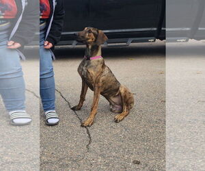 Doberman Pinscher-Unknown Mix Dogs for adoption in Buffalo, MN, USA