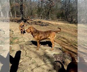 Father of the Bloodhound puppies born on 05/01/2026