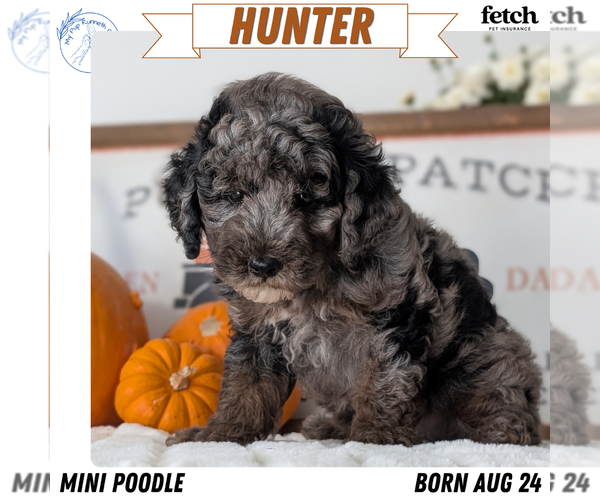 Medium Photo #1 Poodle (Miniature) Puppy For Sale in GOSHEN, IN, USA