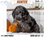 Puppy 1 Poodle (Miniature)