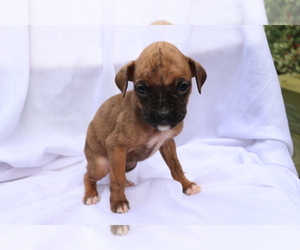 Boxer Puppy for sale in SHILOH, OH, USA