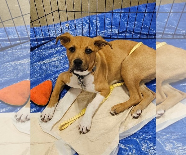 Medium Photo #7 American Staffordshire Terrier Puppy For Sale in Holly Springs, NC, USA