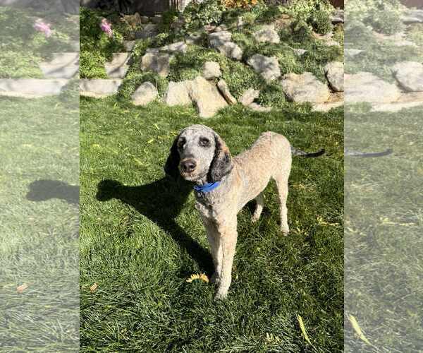 Medium Photo #22 Bernedoodle Puppy For Sale in Sandy, UT, USA