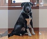 Small #2 Border Collie-Great Pyrenees Mix