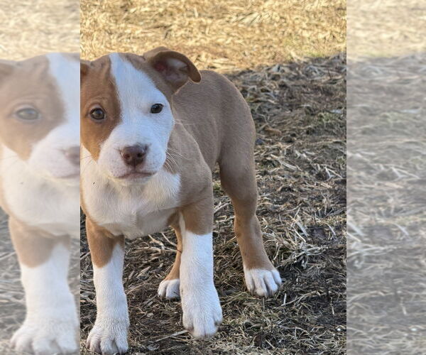 Medium Photo #3 Australian Shepherd-Unknown Mix Puppy For Sale in Springdale, PA, USA