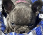 Puppy Puppy 7 Pink Faux Frenchbo Bulldog