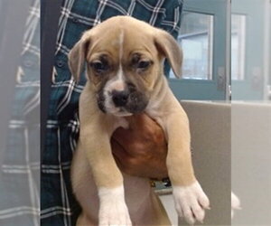 Boxer Dogs for adoption in Oklahoma City, OK, USA