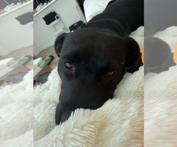 Medium Photo #16 Labrador Retriever-Unknown Mix Puppy For Sale in San Diego, CA, USA