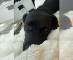 Small #15 Labrador Retriever Mix