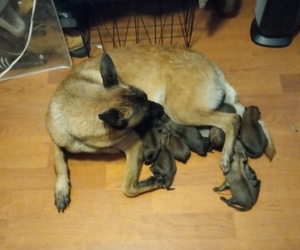 Belgian Malinois Puppy for sale in LAMAR, MO, USA
