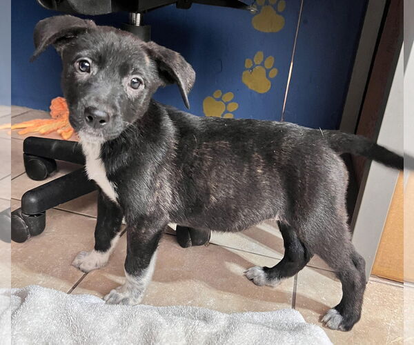 Medium Photo #1 American Staffordshire Terrier Puppy For Sale in Tracy City, TN, USA