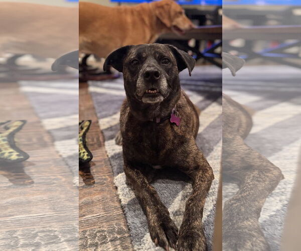 Medium Photo #23 Boxer-Unknown Mix Puppy For Sale in Fort Worth, TX, USA