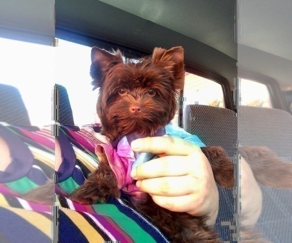 Medium Photo #3 Yorkshire Terrier Puppy For Sale in HAYWARD, CA, USA