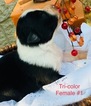 Small Photo #4 Australian Shepherd Puppy For Sale in ARBA, IN, USA