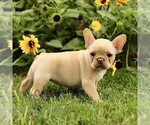 Small French Bulldog