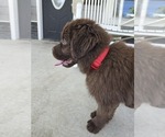 Small #2 Newfoundland