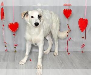 Australian Shepherd Dogs for adoption in West Valley, UT, USA