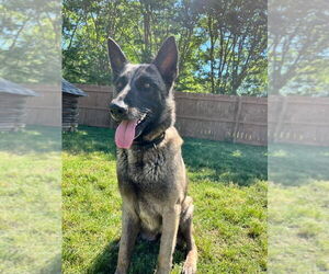 German Shepherd Dog Dogs for adoption in New Hill, NC, USA