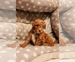 Puppy Mocha Goldendoodle mix (+ Poodle Miniature)