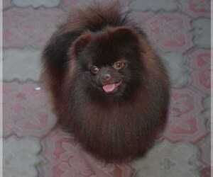 Father of the Pomeranian puppies born on 07/02/2022