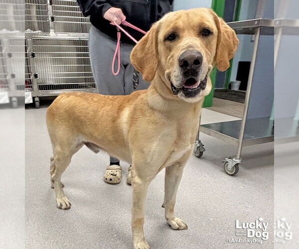 Medium Photo #3 Labrador Retriever-Retriever  Mix Puppy For Sale in Washington, DC, USA