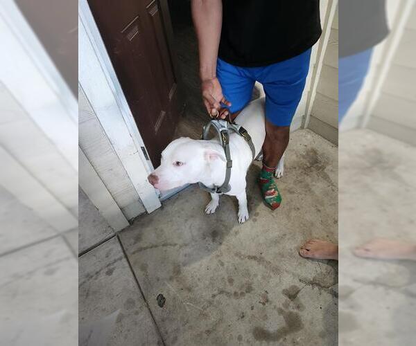 Medium Photo #1 American Staffordshire Terrier-Unknown Mix Puppy For Sale in San Antonio, TX, USA