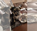 Small #4 Yorkshire Terrier