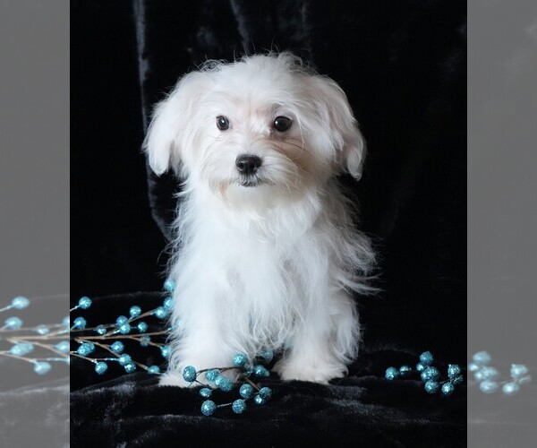 Medium Photo #2 Maltese Puppy For Sale in ROCK VALLEY, IA, USA