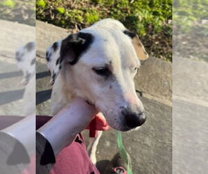 Chelsea - Female Beagle-Dalmatian Mix Dog for Adoption - Photo #2