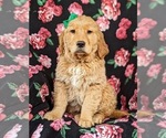 Small Photo #2 Golden Retriever Puppy For Sale in DELTA, PA, USA